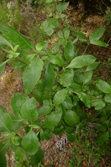 Coprosma tenuifolia
