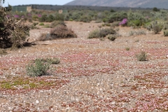 Mesembryanthemum subtruncatum