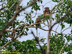 Macaca sinica
