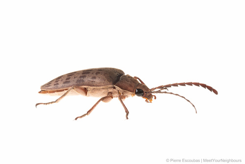 Eulichadidae
