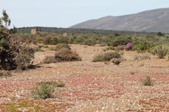 Mesembryanthemum subtruncatum