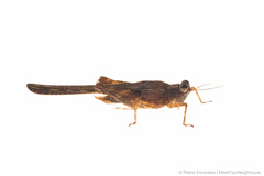 Falconius dubius