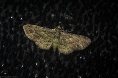 Chloroclystis mniochroa