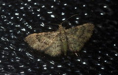 Chloroclystis mniochroa