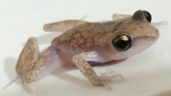 Eleutherodactylus pipilans