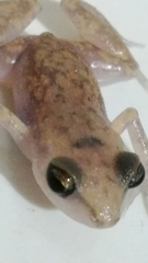 Eleutherodactylus pipilans