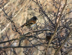 Fringilla montifringilla