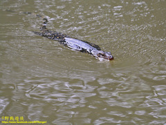 Varanus salvator salvator