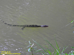 Varanus salvator salvator