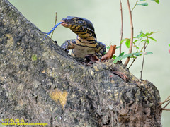 Varanus salvator salvator