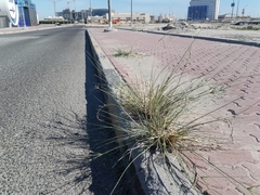 Cyperus conglomeratus