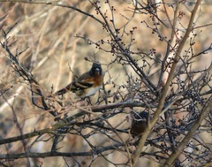 Fringilla montifringilla