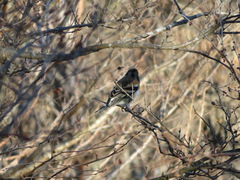 Fringilla montifringilla