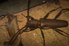 Xystrocera virescens