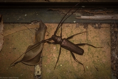 Xystrocera virescens