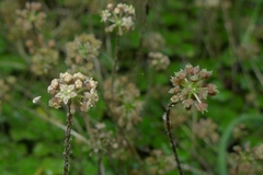 Hydrocotyle elongata