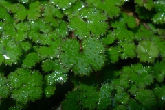 Hydrocotyle elongata