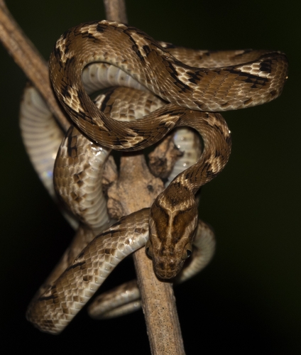Common Cat Snake