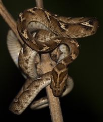 Common Cat Snake photo 3