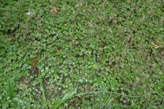 Hydrocotyle elongata