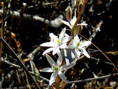 Ornithogalum hispidum