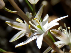 Ornithogalum hispidum