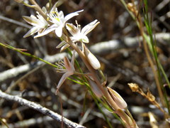 Ornithogalum hispidum