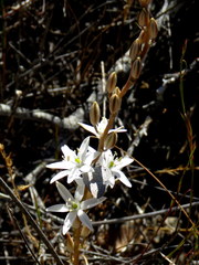 Ornithogalum hispidum
