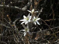 Ornithogalum hispidum