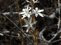 Ornithogalum hispidum