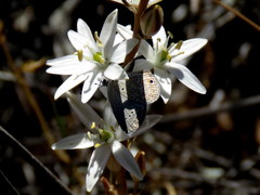 Ornithogalum hispidum