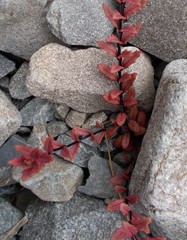 Epilobium melanocaulon
