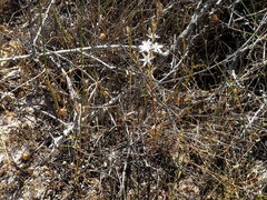 Ornithogalum hispidum