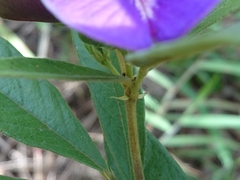 Periandra mediterranea