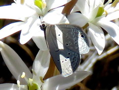 Eicochrysops messapus