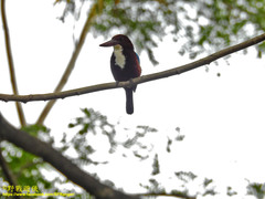 Halcyon smyrnensis fusca