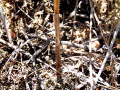 Ornithogalum hispidum