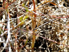 Ornithogalum hispidum