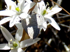 Eicochrysops messapus