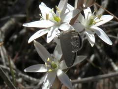 Eicochrysops messapus