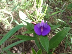 Periandra mediterranea