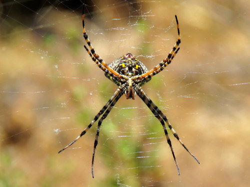 Common Garden Orbweb Spider