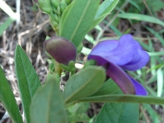 Periandra mediterranea