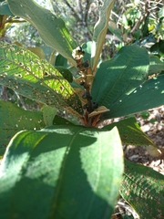 Miconia ferruginata