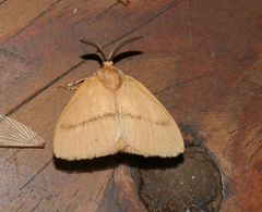 Chrysopoloma restricta