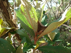 Miconia ferruginata