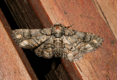 Omphalucha albosignata