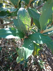 Miconia ferruginata
