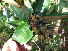 Miconia fallax