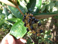 Miconia fallax